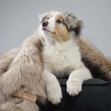 Afbeelding in Gallery-weergave laden, Hondendeken Föra, gepresenteerd op een hond
