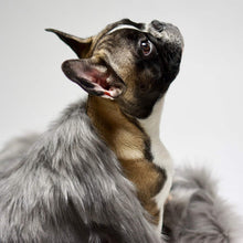 Afbeelding in Gallery-weergave laden, Detail van hondendeken Föra in kleur grijs
